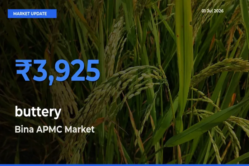 Bina APMC Emerges as Top Mandi for buttery Prices Today