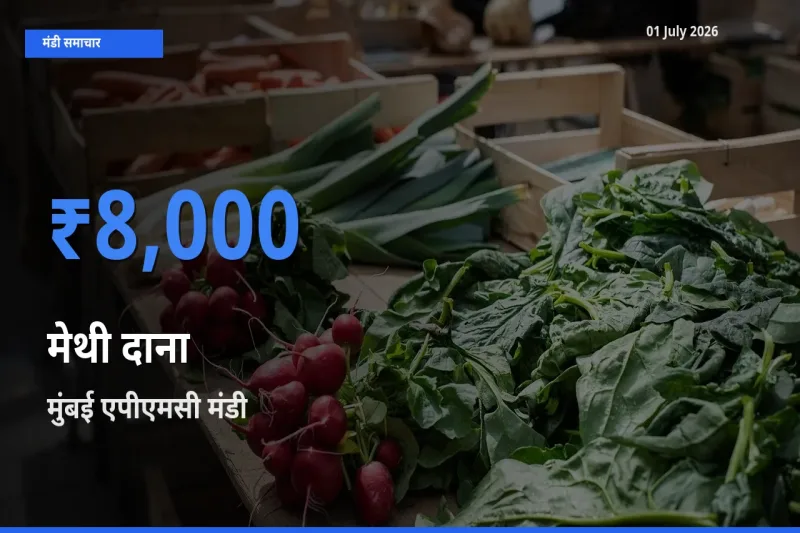 01 July अपडेट: मेथी दाना के सबसे ऊँचे दाम मुंबई एपीएमसी मंडी में