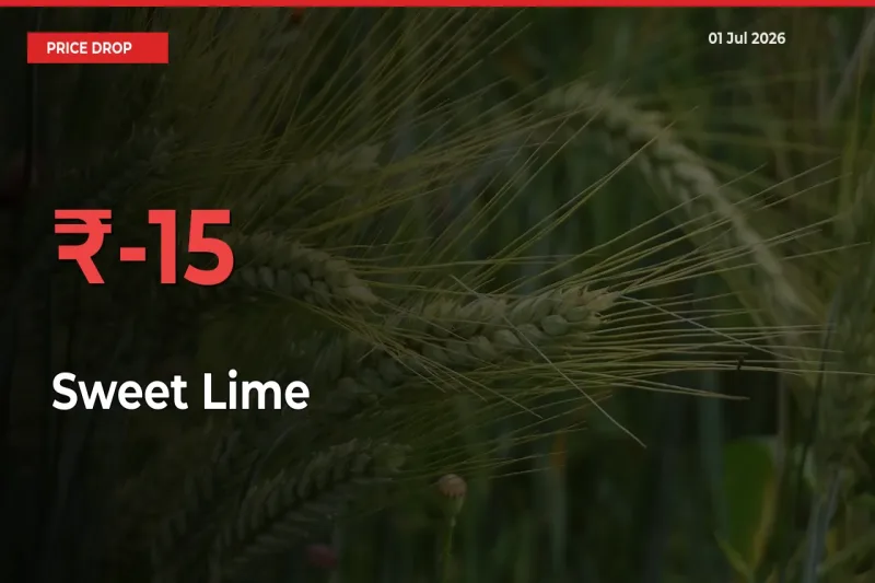 Why Sweet Lime Prices Fell 15.33% in a Day at Mandis