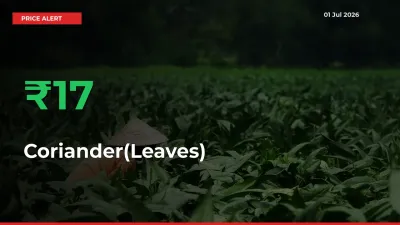 Coriander(Leaves) Rises 17.07% at Mandis