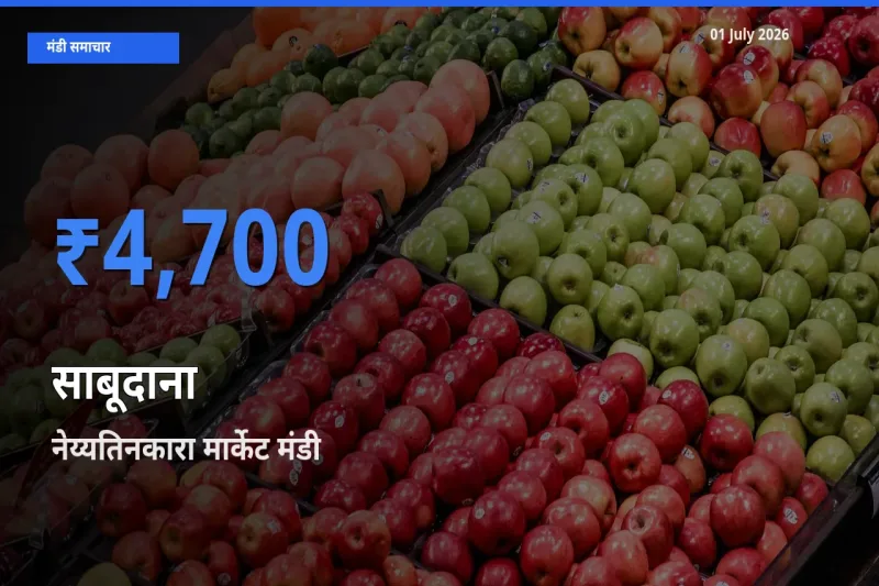 आज का मंडी भाव: साबूदाना के सबसे ज़्यादा दाम नेय्यतिनकारा मार्केट में