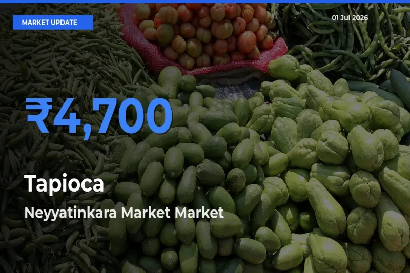 Tapioca Mandi Rate Today: Neyyatinkara Market Tops the List
