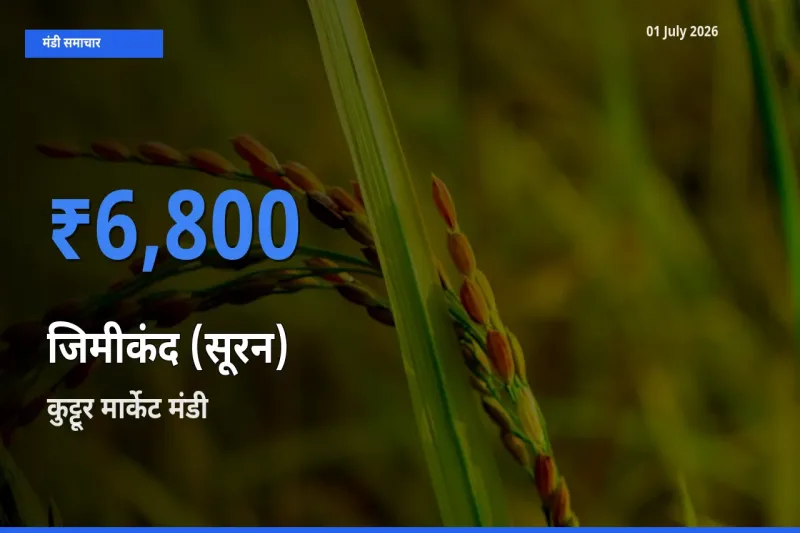 आज जिमीकंद (सूरन) के सबसे ज़्यादा दाम कुट्टूर मार्केट मंडी में दर्ज