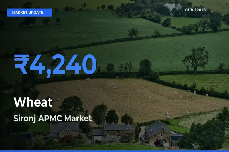 Market Watch: Sironj APMC Becomes Top Mandi for Wheat