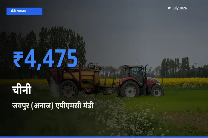 जयपुर (अनाज) एपीएमसी मंडी में आज चीनी के सबसे ऊँचे दाम दर्ज