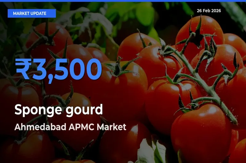 Ahmedabad APMC Leads as Top Mandi for Sponge gourd Prices