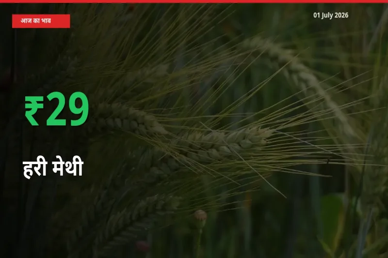 बाज़ार संकेत: हरी मेथी के भाव मंडी में 28.98% ऊपर