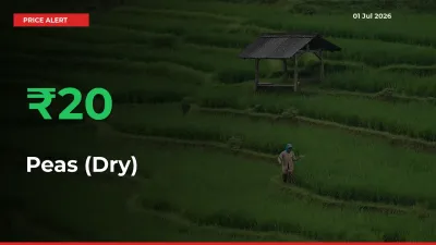 Peas (Dry) Rises 19.69% at Mandis