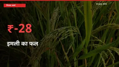 01 July अपडेट: इमली का फल के दाम मंडी में 28.25% गिरे