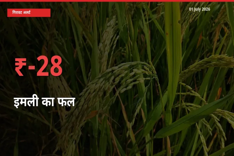 01 July अपडेट: इमली का फल के दाम मंडी में 28.25% गिरे