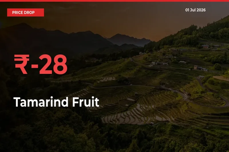 Tamarind Fruit Prices Drop 28.25% – July 01 Market Update from Mandis