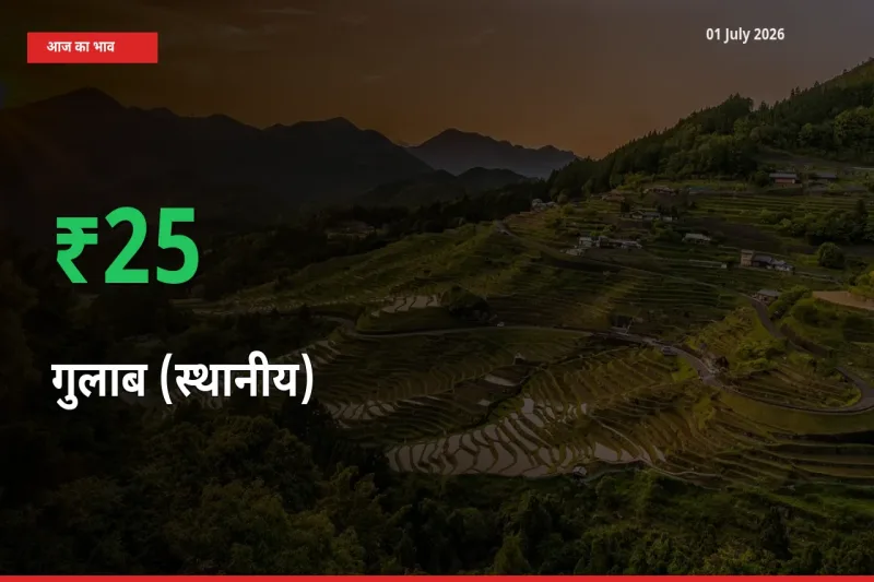 स्थानीय मंडी में गुलाब (स्थानीय) के दाम अचानक 25.15% उछले, किसान सतर्क