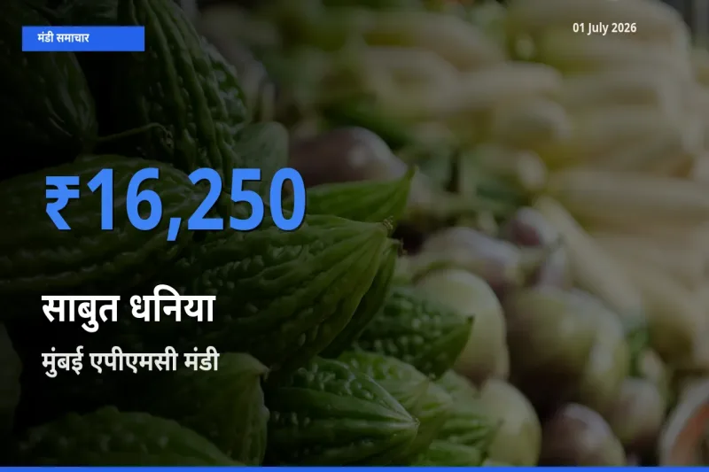 मुंबई एपीएमसी मंडी में आज साबुत धनिया के सबसे ऊँचे दाम दर्ज