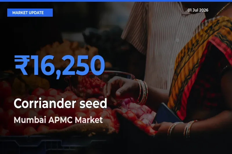 Mumbai APMC Records Highest ₹16,250 Rate for Corriander seed