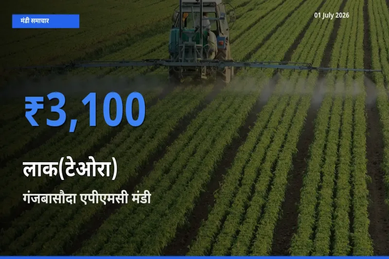 गंजबासौदा एपीएमसी में लाक(टेओरा) का आज सबसे ऊँचा भाव