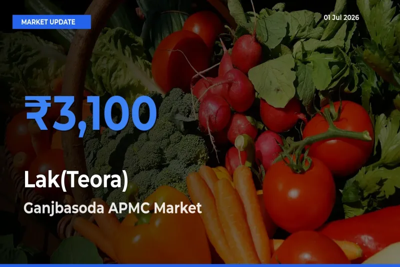 Lak(Teora) Mandi Rate Today: Ganjbasoda APMC Tops the List