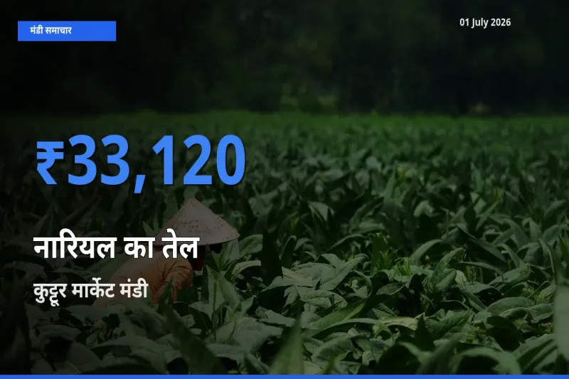 आज का मंडी भाव: नारियल का तेल के सबसे ज़्यादा दाम कुट्टूर मार्केट में