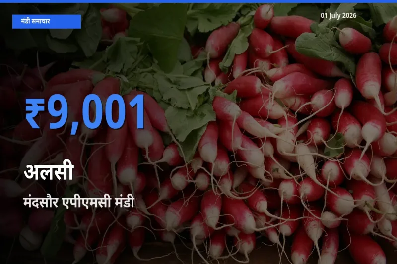 मंदसौर एपीएमसी मंडी में आज अलसी के सबसे ऊँचे दाम दर्ज