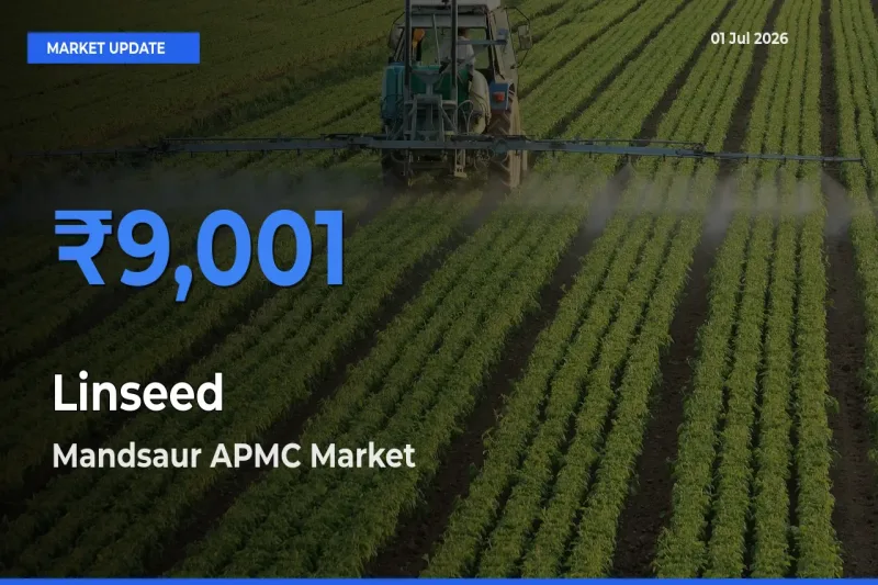 Mandsaur APMC Offers ₹9,001 – Highest Linseed Rate Today