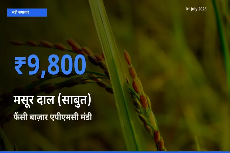 आज का मंडी भाव: मसूर दाल (साबुत) के सबसे ज़्यादा दाम फैंसी बाज़ार एपीएमसी में