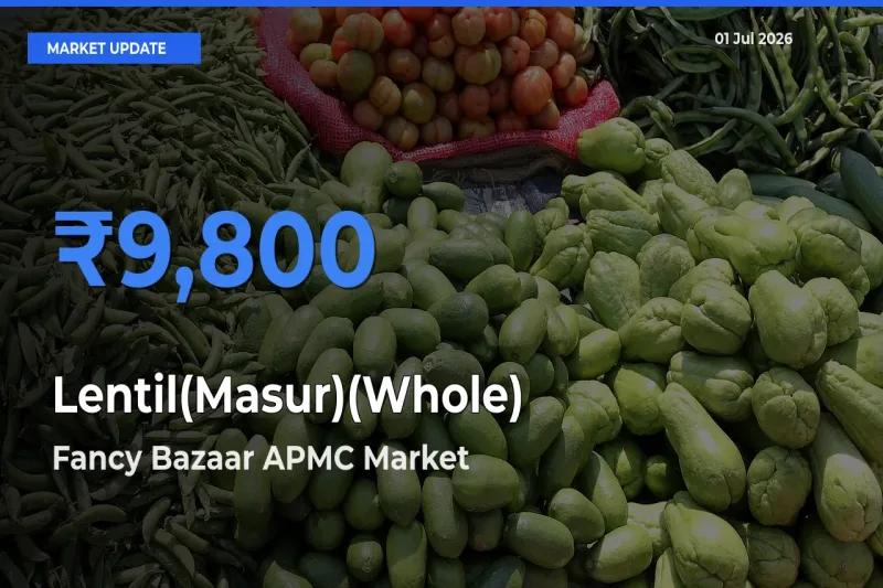 Market Watch: Fancy Bazaar APMC Becomes Top Mandi for Lentil(Masur)(Whole)