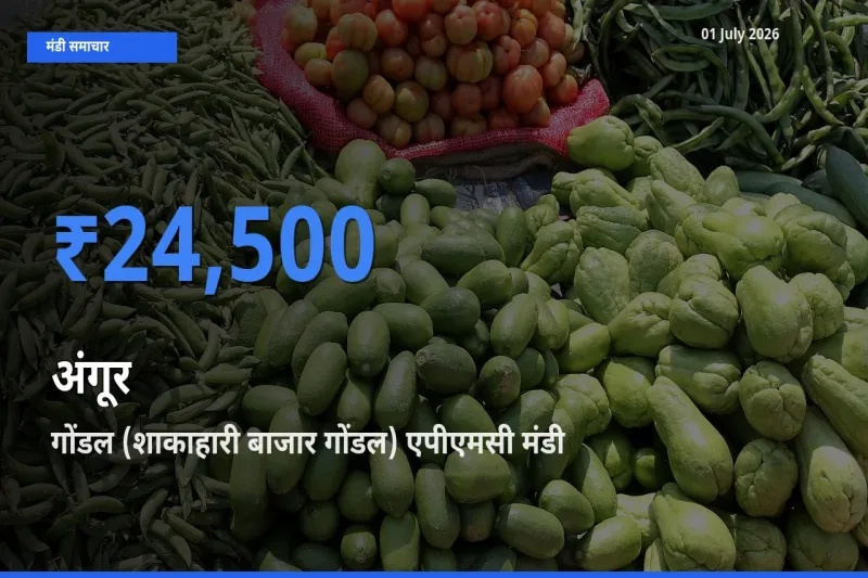 गोंडल (शाकाहारी बाजार गोंडल) एपीएमसी मंडी में अंगूर ₹24,500 पर पहुँचा – आज का सर्वोच्च भाव