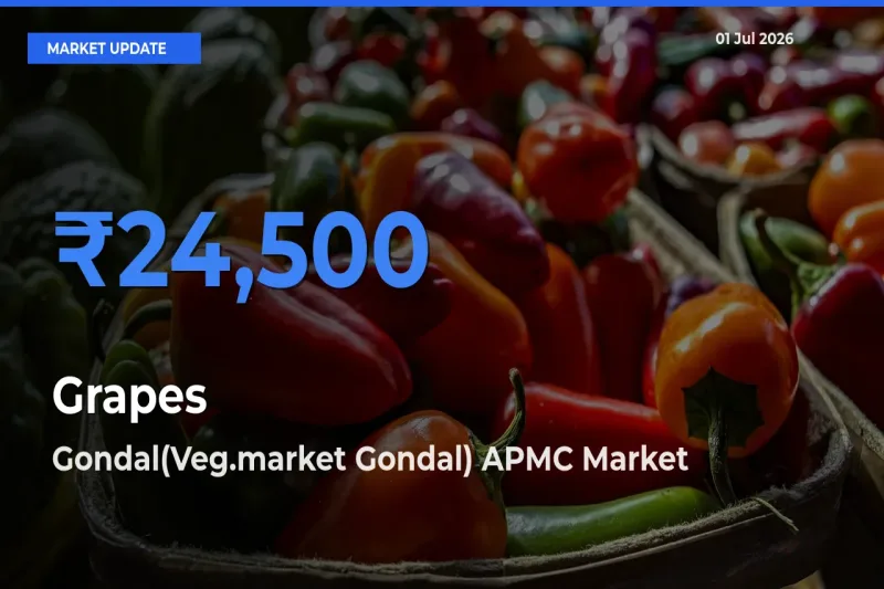 Top Performer! Gondal(Veg.market Gondal) APMC Offers Best Grapes Price Today