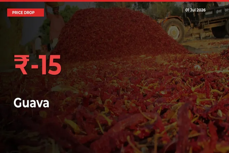 Why Guava Prices Fell 15.36% in a Day at Mandis