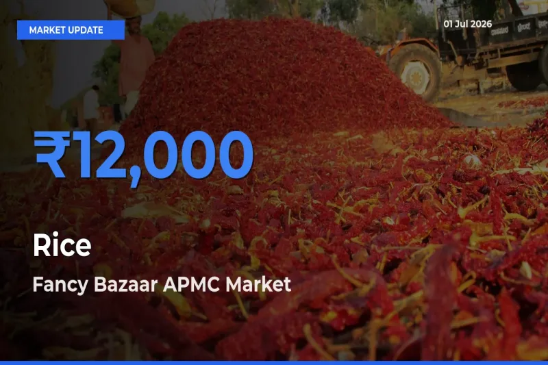 Rice Mandi Rate Today: Fancy Bazaar APMC Tops the List
