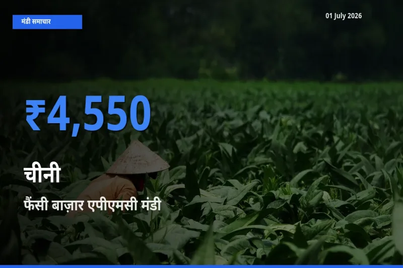 टॉप मंडी बना फैंसी बाज़ार एपीएमसी! चीनी के सबसे ऊँचे दाम यहीं दर्ज