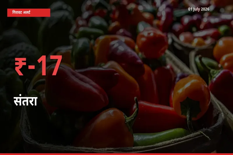 बाज़ार संकेत: संतरा के भाव मंडी में 17.39% नीचे