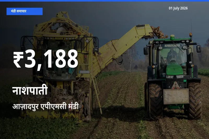 किसानों के लिए चिंता का विषय? नाशपाती के दाम आज़ादपुर एपीएमसी में 30 दिन के न्यूनतम स्तर पर