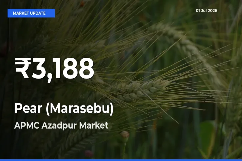 Pear (Marasebu) Prices Touch 30-Day Low in APMC Azadpur – July 01 Update