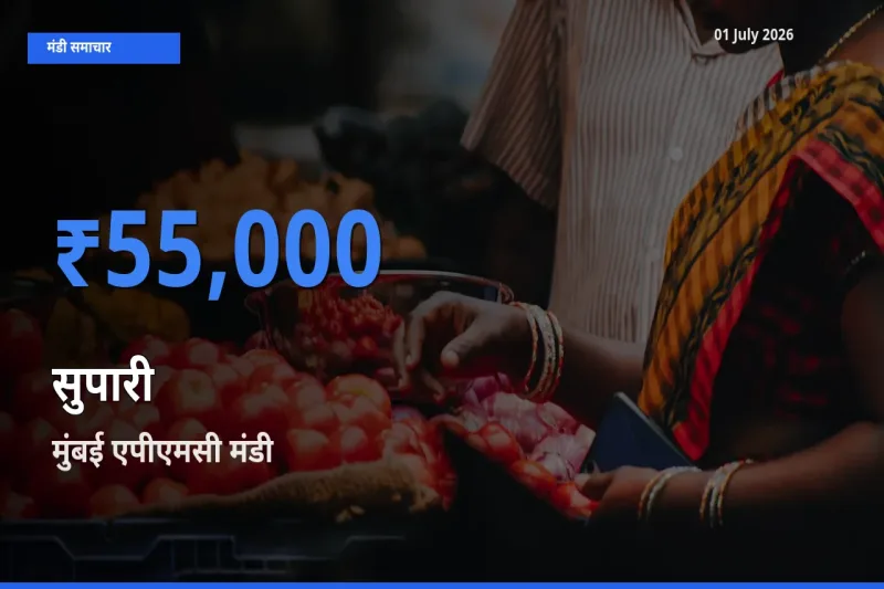 आज सुपारी के सबसे ज़्यादा दाम मुंबई एपीएमसी मंडी में दर्ज