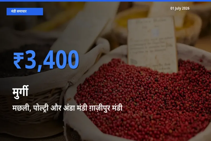 किसानों की पसंद बना मछली, पोल्ट्री और अंडा मंडी ग़ाज़ीपुर, मुर्गी के सबसे अच्छे दाम