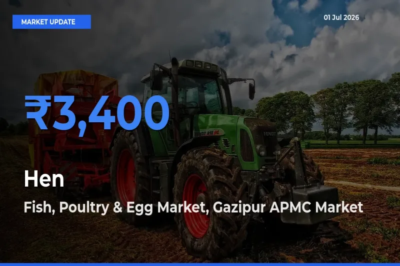Hen Mandi Rate Today: Fish, Poultry & Egg Market, Gazipur APMC Tops the List
