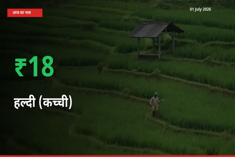 स्थानीय मंडी में हल्दी (कच्ची) के दाम अचानक 17.77% उछले, किसान सतर्क