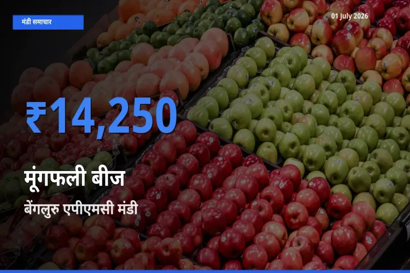 बेंगलुरु एपीएमसी मंडी में आज मूंगफली बीज के सबसे ऊँचे दाम दर्ज
