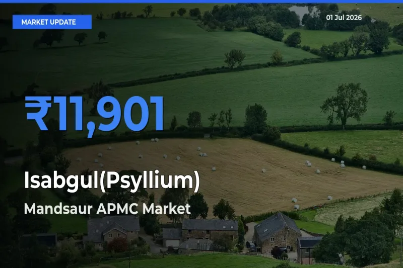 Mandsaur APMC Tops Isabgul(Psyllium) Mandi Rates Today