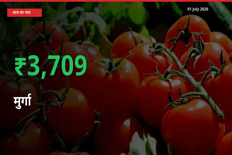 स्थानीय मंडी में मुर्गा के दाम अचानक 3708.77% उछले, किसान सतर्क