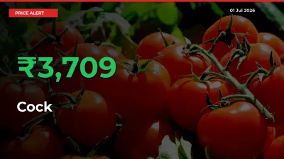 Cock Prices Rise 3708.77% in a Day at Major Mandis