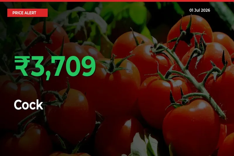 Cock Prices Rise 3708.77% in a Day at Major Mandis