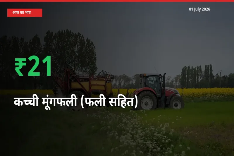 किसानों के लिए खुशखबरी! स्थानीय मंडी में कच्ची मूंगफली (फली सहित) 20.69% उछला