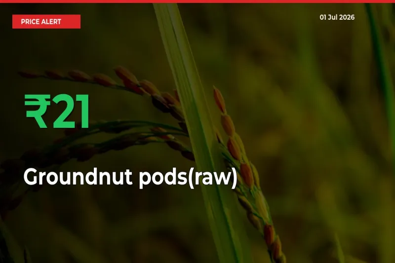 Why Groundnut pods(raw) Prices Rose 20.69% in a Day at Mandis
