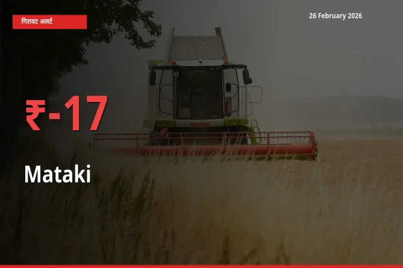 17.05% की गिरावट! मंडी में Mataki के दाम अचानक टूटे