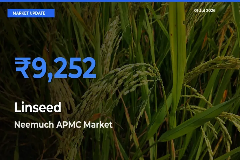 Linseed Mandi Rate Today: Neemuch APMC Tops the List