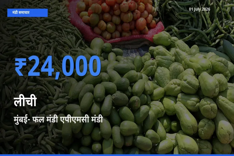 टॉप मंडी बना मुंबई- फल मंडी एपीएमसी! लीची के सबसे ऊँचे दाम यहीं दर्ज