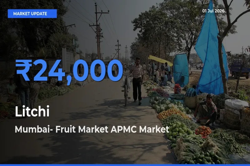 Mumbai- Fruit Market APMC Tops Litchi Rates – July 01 Market Update