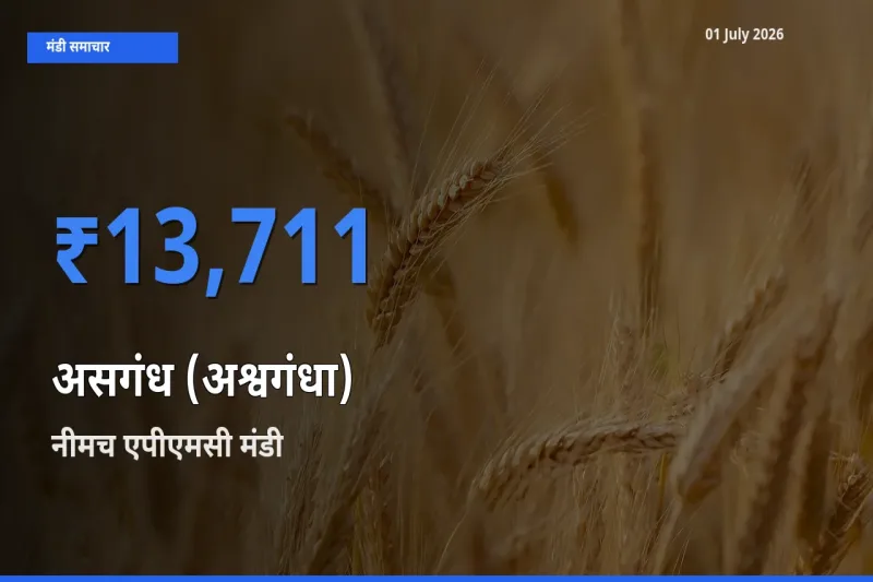 बाज़ार संकेत: नीमच एपीएमसी बना असगंध (अश्वगंधा) के लिए आज की टॉप मंडी