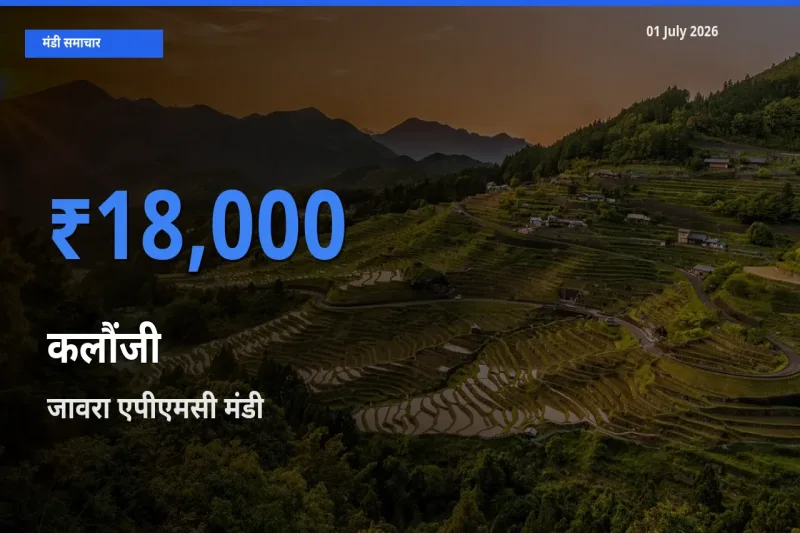 आज का मंडी भाव: कलौंजी के सबसे ज़्यादा दाम जावरा एपीएमसी में